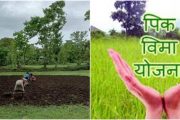 जिल्ह्यात भात, नागली, उडीद पिकांसाठी प्रधानमंत्री पिक विमा योजना   