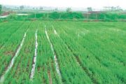 पिकाच्या उत्पादन वाढीसाठी पिक स्पर्धा