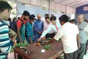 दांडेकर महाविद्यालयाच्या वनस्पतीशास्त्र विभागाकडून रानभाज्या महोत्सव