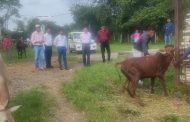 पालघर जिल्ह्यात 17 गाईंना लम्पी आजराची लागण    