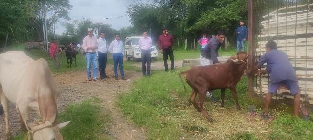 पालघर जिल्ह्यात 17 गाईंना लम्पी आजराची लागण    