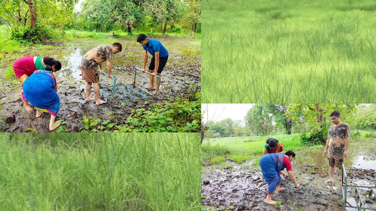 एसआरटी पद्धतीचा वापर करून घेतलं ६० क्विंटल पेक्षा जास्त भाताचं उत्पादन