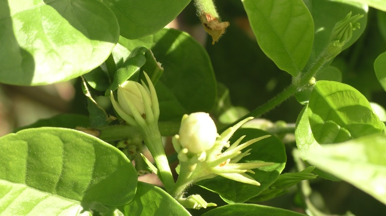 मोगरा फुल शेतीतून मिळवतोय ६ लाखांपेक्षा जास्तचं उत्पन्न  