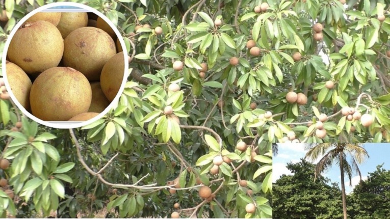 युवा तरुणाने सेंद्रिय शेतीतुन फुलवली फळबाग़