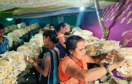 पालघर जिल्ह्यातल्या महिला मशरूम शेतीतून होवू लागल्यात आत्मनिर्भर