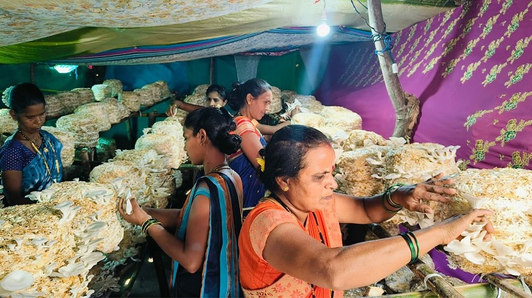 पालघर जिल्ह्यातल्या महिला मशरूम शेतीतून होवू लागल्यात आत्मनिर्भर