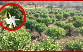 अतिदुर्गम भागात मोगरा शेतीतून गावाचा कायापालट