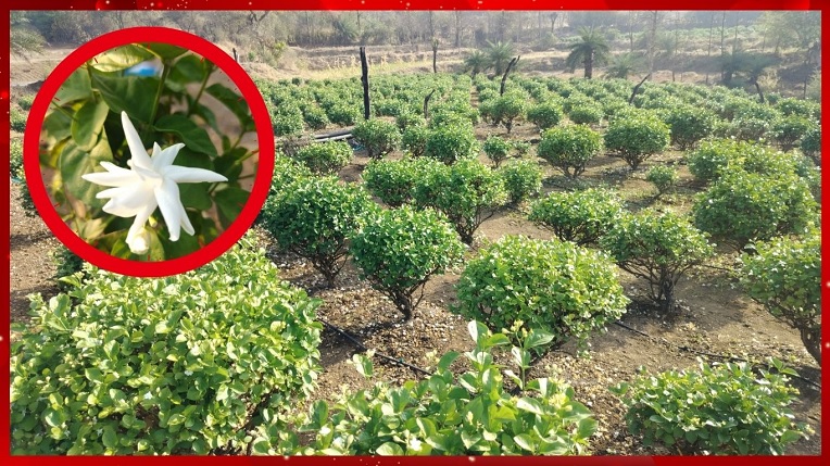 अतिदुर्गम भागात मोगरा शेतीतून गावाचा कायापालट